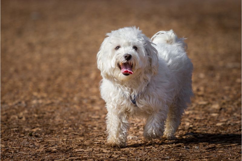 Maltese Puppies for Sale in Brooklyn History and Characteristics #beverlyhills #beverlyhillsmagazine #maltesepuppies #energeticdogs #loyalandgentlecompanion #toydogbreed