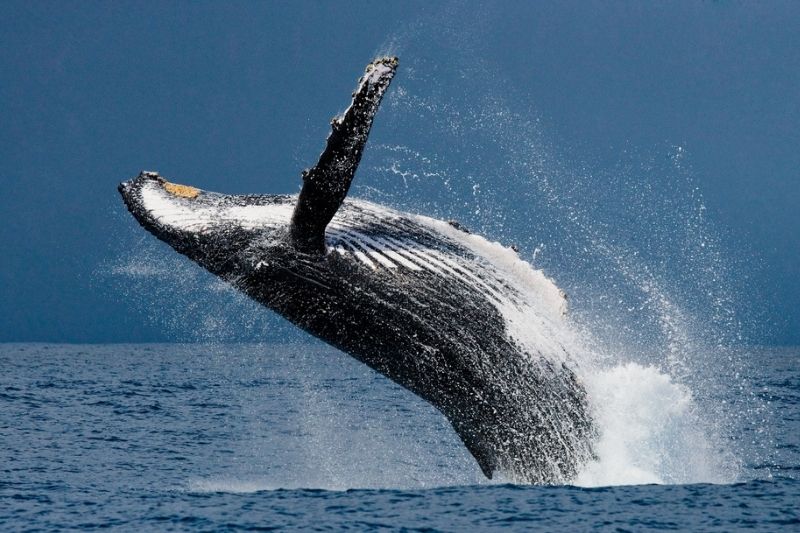 Pacific Northwest Boating Offers Adventure of a Lifetime #beverlyhillsmagazine #bevhillsmag #beverlyhills #Hatterasyachts #luxurymotoryacht #luxuryyacht #pacificnorthwestboastingadventure #seattleyachtcharter #worthavenueyachts #pacificnorthwestyachtcharter