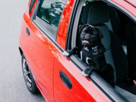 Pets on the Move: A Guide to Relocating with Your Furry Friends #beverlyhills #beverlyhillsmagazine #travelingwithyourpet #furryfriends #petshealth #rentalproperty #relocating #propertymanagement