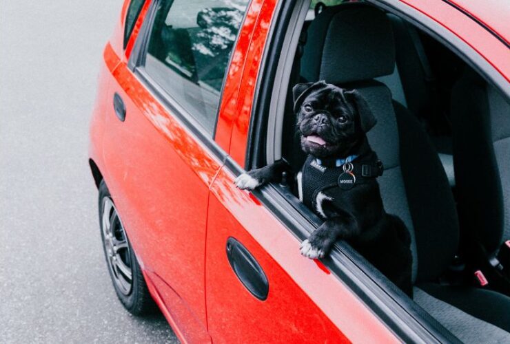 Pets on the Move: A Guide to Relocating with Your Furry Friends #beverlyhills #beverlyhillsmagazine #travelingwithyourpet #furryfriends #petshealth #rentalproperty #relocating #propertymanagement