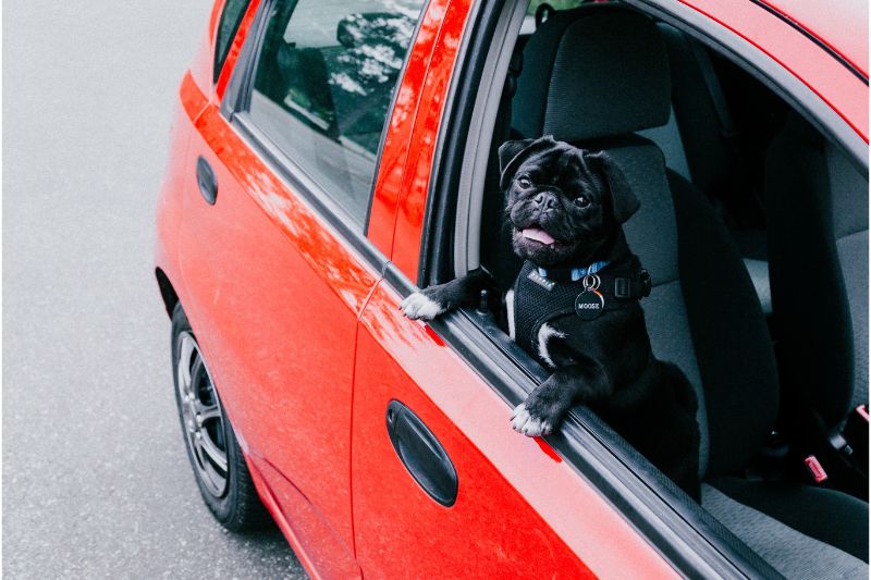 Pets on the Move: A Guide to Relocating with Your Furry Friends #beverlyhills #beverlyhillsmagazine #travelingwithyourpet #furryfriends #petshealth #rentalproperty #relocating #propertymanagement