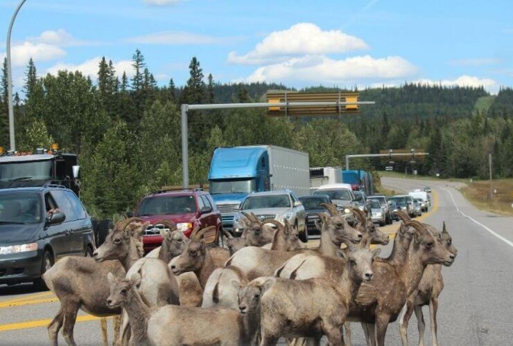 Road Hazards All Drivers Should Be Careful Of: #beverlyhills #beverlyhillsmagazine #bevhillsmag #roadhazards #roadaccidents #hazards #road #driving #caraccident #accident