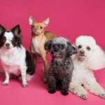 The Best Dog Breeds to Have as Puppies #beverlyhillsmagazine #beverlyhills #bevhillsmag #bestdogbreeds #puppies #haveadog #labpuppies #puppiesforsale