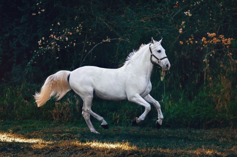 Things To Consider When Buying A Horse #beverlyhills #beverlyhillsmagazine #buyingahorse #keepinghorses #owningahorse #rentingoutastable