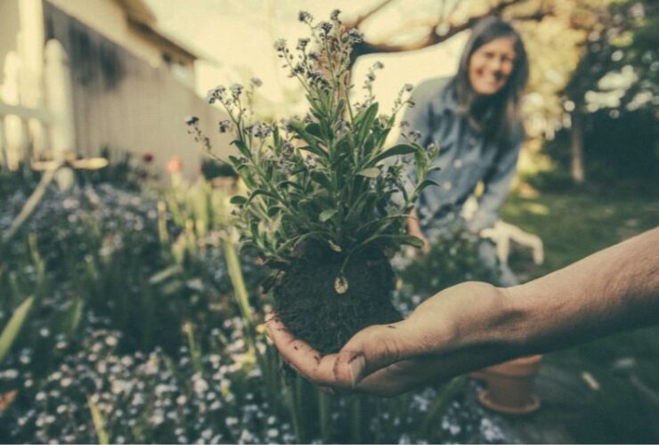 Top Gardening Hacks For Beginners #beverlyhills #beverlyhillsmagazne #gardeninghacks #lawn #perfectgarden #flowergarden #cinnamonpowder #plantveggies