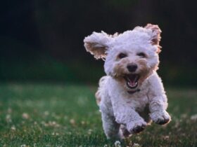 Useful Things Every Dog Owner Should Have #beverlyhills #beverlyhillsmagazine #bevhillsmag #dog #dogowner #dog insurance #pettoys