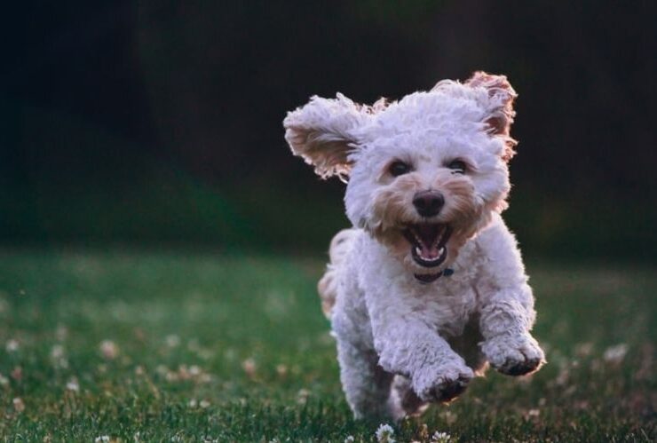 Useful Things Every Dog Owner Should Have #beverlyhills #beverlyhillsmagazine #bevhillsmag #dog #dogowner #dog insurance #pettoys