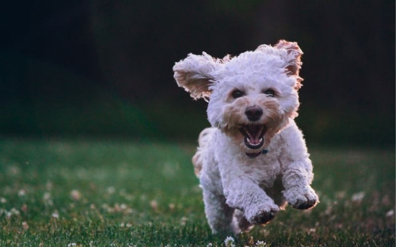 Useful Things Every Dog Owner Should Have #beverlyhills #beverlyhillsmagazine #bevhillsmag #dog #dogowner #dog insurance #pettoys