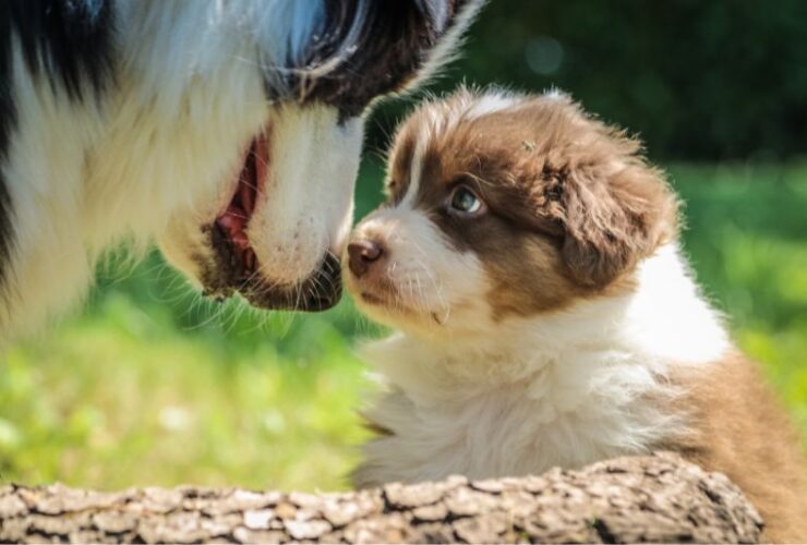 What Are the Benefits of Following a Puppy Vaccine Schedule? #beverlyhills #beverlyhillsmagazine #puppyvaccine #keepyourpethealthy #vaccineschedule #puppiesneedvaccinations