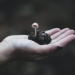 Why Mushrooms Are The Perfect Addition To Any Meal #beverlyhills #beverlyhillsmagazine #mushrooms #vegetables #greatsourceofvitamins #perfectadditonforanymeal