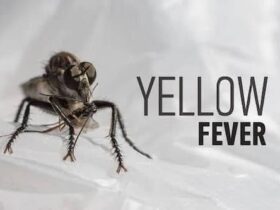Beverly Hills Magazine Yellow Fever: Common Symptoms And Treatment