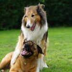 Dog Parks: Preparing Your Dog for Successful Play Time #DogParkTips, #PetSafety, #DogSocialization, #ResponsiblePetOwner #beverlyhills #beverlyhillsmagazine #bevhillsmag