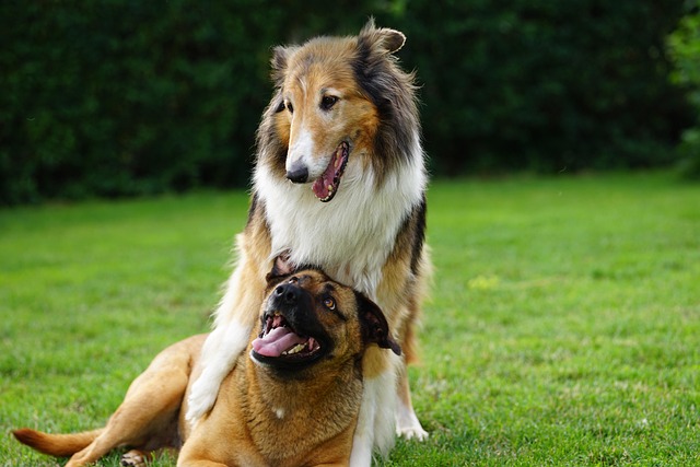 Dog Parks: Preparing Your Dog for Successful Play Time #DogParkTips, #PetSafety, #DogSocialization, #ResponsiblePetOwner #beverlyhills #beverlyhillsmagazine #bevhillsmag