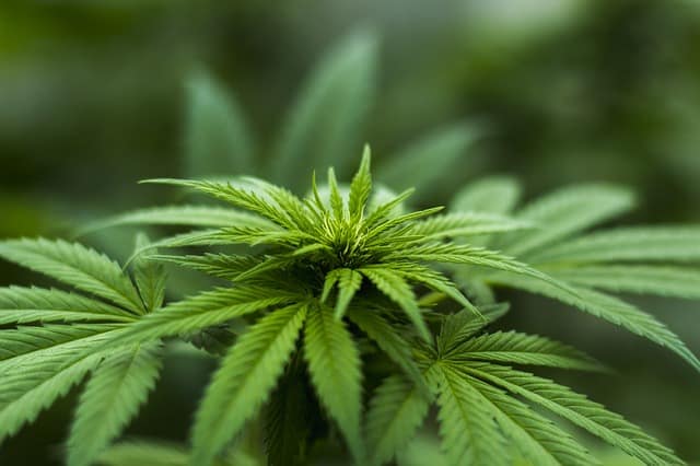 What You Need to Know About California's CBD Boom #marijuana #medicine #cbd