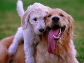 Beverly Hills Dog Park