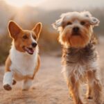 How Nutrition Can Improve Your Dog's Health #nutrition #dog food