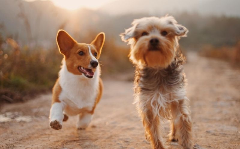 How Nutrition Can Improve Your Dog's Health #nutrition #dog food