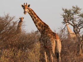 Top tips: Ecotourism in Africa. #bevhillsmag #beverlyhills #beverlyhillsmagazine #ecotourism #eco-friendly #safari #africa
