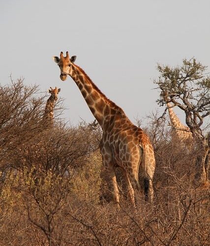 Top tips: Ecotourism in Africa. #bevhillsmag #beverlyhills #beverlyhillsmagazine #ecotourism #eco-friendly #safari #africa