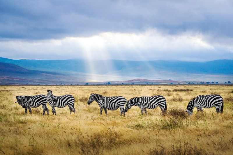 Extraordinary Travel Destinations: Tanzania, Africa: #bevhillsmag #tanzania #extraordinaryjourneys #travel #wildlife