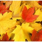 Letters from the Editor in Chief of Beverly Hills Magazine