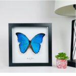 Go Butterflies: Timeless Gifts with Preserved Butterflies #GoButterflies, #PreservedButterflies, #ButterflyDecor, #UniqueGifts, #NatureArt, #GiftIdeas, #BevHillsMag, #BeverlyHills, #BeverlyHillsMagazine, #EcoFriendlyGifts
