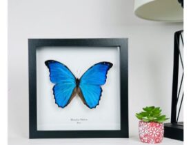 Go Butterflies: Timeless Gifts with Preserved Butterflies #GoButterflies, #PreservedButterflies, #ButterflyDecor, #UniqueGifts, #NatureArt, #GiftIdeas, #BevHillsMag, #BeverlyHills, #BeverlyHillsMagazine, #EcoFriendlyGifts