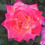 Time To #Spring Forward ~ #Love #JacquelienMaddison #beverlyhillsmagazine #BevHillsMag