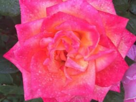 Time To #Spring Forward ~ #Love #JacquelienMaddison #beverlyhillsmagazine #BevHillsMag