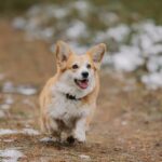 Why Is My Dog Limping? 6 Common Causes and How to Fix Them. #bevhillsmag #beverlyhills #beverlyhillsmagazine #Limpingindogs #dogs #petdogs #verteinarydoctor #dog