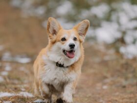 Why Is My Dog Limping? 6 Common Causes and How to Fix Them. #bevhillsmag #beverlyhills #beverlyhillsmagazine #Limpingindogs #dogs #petdogs #verteinarydoctor #dog