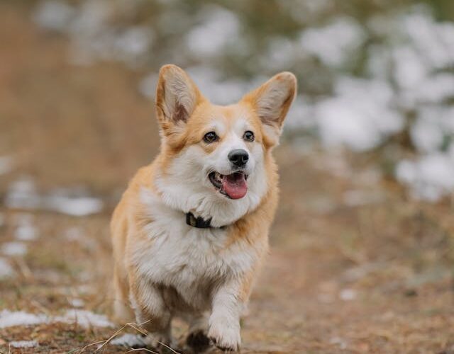 Why Is My Dog Limping? 6 Common Causes and How to Fix Them. #bevhillsmag #beverlyhills #beverlyhillsmagazine #Limpingindogs #dogs #petdogs #verteinarydoctor #dog