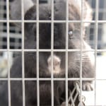 PETA Saves Chinchillas! #AdoptOneToday