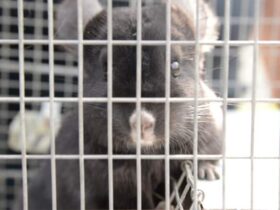 PETA Saves Chinchillas! #AdoptOneToday