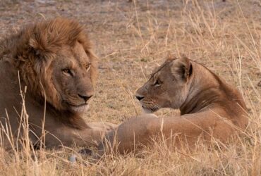 The Best Luxury Safari on Offer in Kenya #KenyaSafari, #LuxuryTravel, #MaasaiMara, #GreatMigration, #SafariAdventure, #WildlifeSafari, #EcoTourism, #AfricanSafari, #TravelKenya, #LuxuryLodges #bevhillsmag #beverlyhills #beverlyhillsmagazine