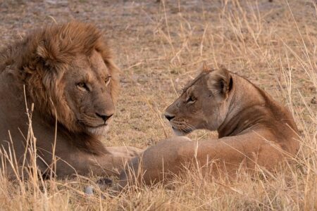 The Best Luxury Safari on Offer in Kenya #KenyaSafari, #LuxuryTravel, #MaasaiMara, #GreatMigration, #SafariAdventure, #WildlifeSafari, #EcoTourism, #AfricanSafari, #TravelKenya, #LuxuryLodges #bevhillsmag #beverlyhills #beverlyhillsmagazine