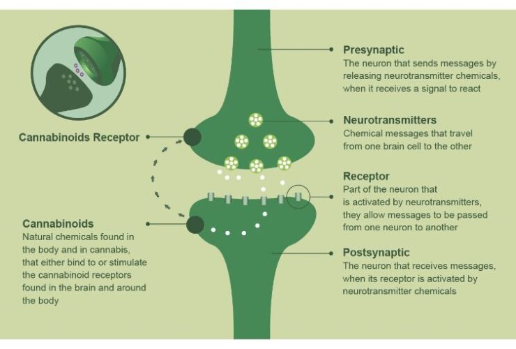 beverly-hills-magazine-cbd-oil-for-arthritis (1)