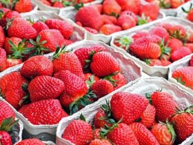 Health Benefits of Strawberries #healthy #life #fruits #strawberries #helath #diets #bevhillsmag #beverlyhills #beverlyhillsmagazine