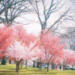 Travel Guide to Cherry Hill: Best Things to Do, See and Experience #CherryHill #CherryHillNJ #NewJerseyTravel #VisitNewJersey #SouthJersey #TravelGuide