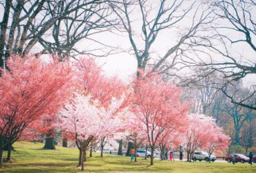 Travel Guide to Cherry Hill: Best Things to Do, See and Experience #CherryHill #CherryHillNJ #NewJerseyTravel #VisitNewJersey #SouthJersey #TravelGuide