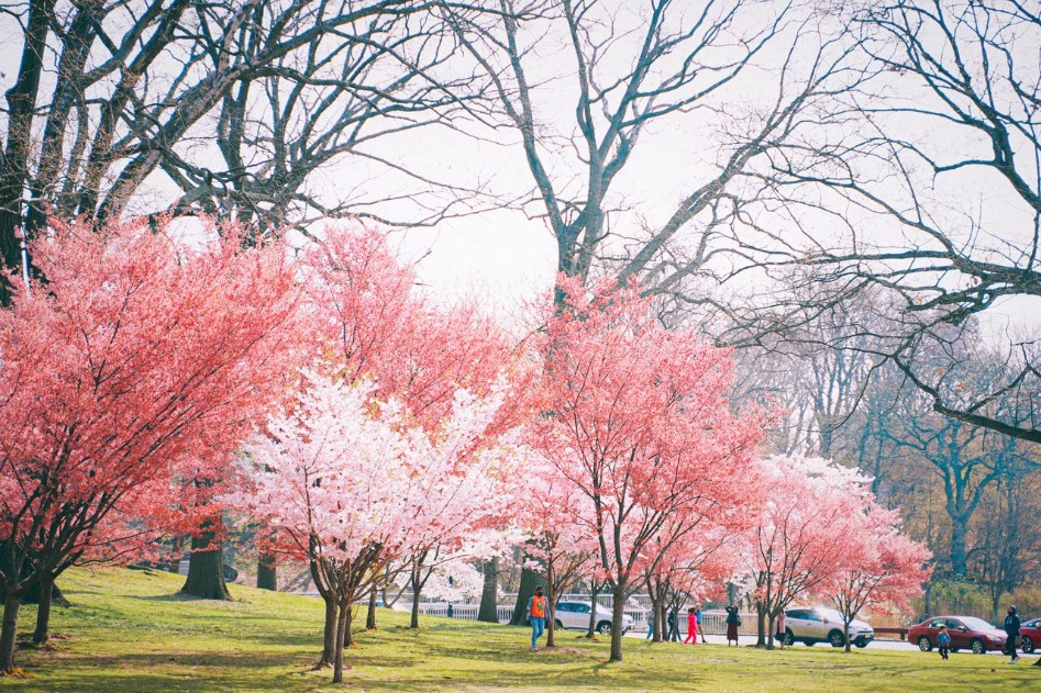 Travel Guide to Cherry Hill: Best Things to Do, See and Experience #CherryHill #CherryHillNJ #NewJerseyTravel #VisitNewJersey #SouthJersey #TravelGuide