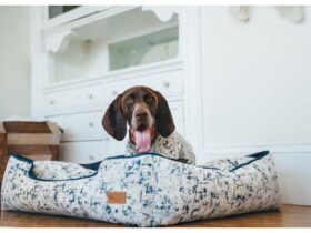 Pet Play P.L.A.Y: Luxury Toys, Beds, & Accessories #beverlyhills #bevhillsmag #beverlyhillsmagazine #pets #dogbeds