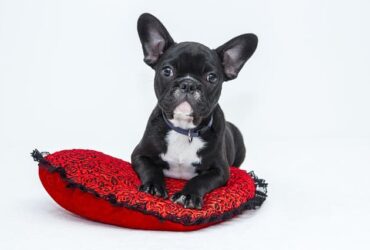 Tips For Traveling With Pets