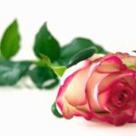 OnlyRoses Store in Beverly Hills