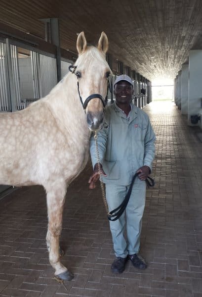 Travel To Cavalli Wine & Stud Farm