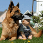 Wolfgang k9 Expert Dog Training