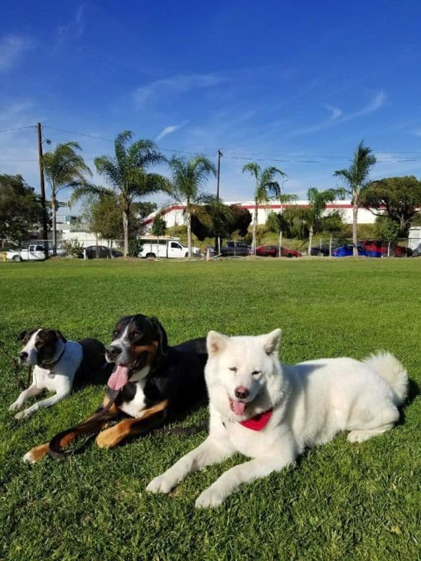 wolfgang expert dog training